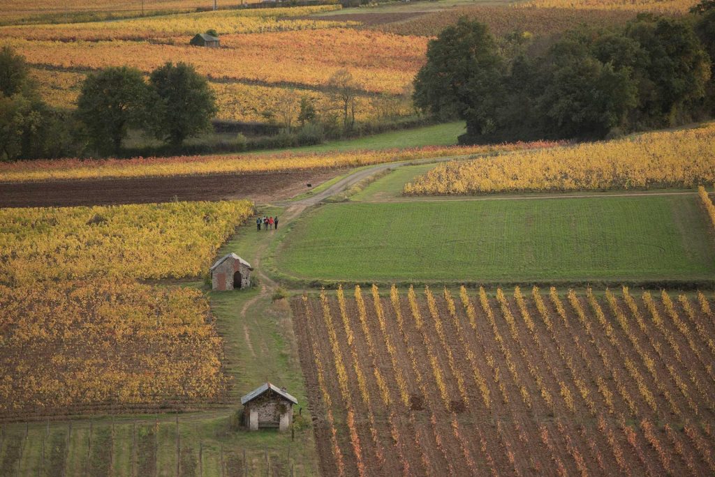 vue aerienne vignes