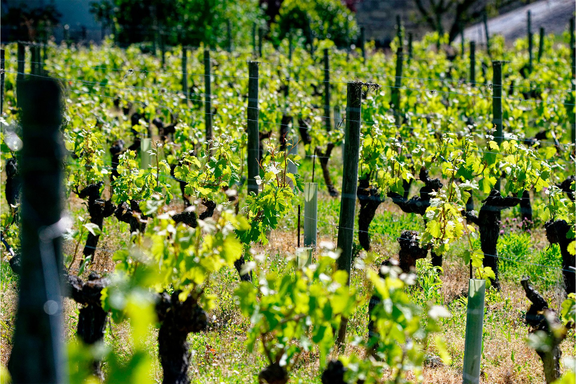 vignes printemps clos