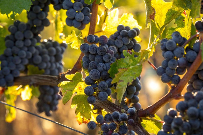 Raisin - Vin rouge pétillant